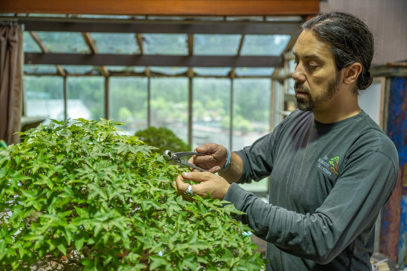 Unveiling Big Bonsai News Longwood Gardens